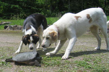 Two dogs investigate a large snapping turtle