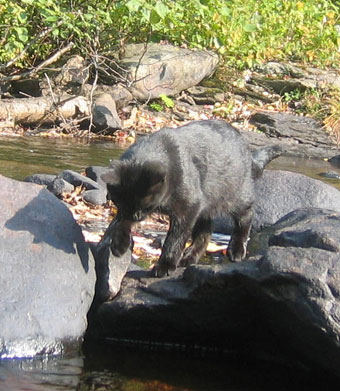 Black cat stalking fish in a stream